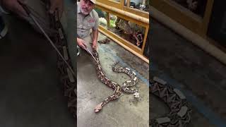 Longest Fangs Of Any Venomous Snake 😱 shorts animals reptile snake venomous viper [upl. by Sykleb]