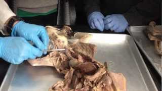 Anatomy of Cats Digestive system  Urinary system [upl. by Iniffit597]