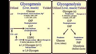 3 Carbohydrates Glycogen Metabolism شرح بالعربي [upl. by Ffilc439]