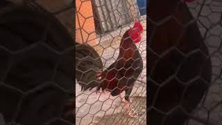 gallo finos de pelea [upl. by Cammi]