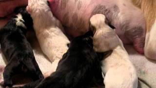 Newborn Puppies Nursing After BirthThey Are Only A Few Hours Old [upl. by Anoblav]