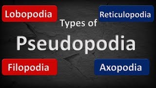 TYPES OF PSEUDOPODIA  COMPARISON [upl. by Annig]