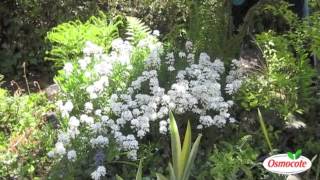 Garden Tip Prune Candytuft To Keep It Blooming All Summer Long [upl. by Hoopen641]