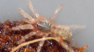 baby pumpkin patch tarantula care  Hapalopus sp Columbia [upl. by Lishe]