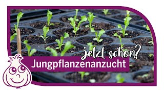 Aussaaten im Januar amp sonstige Gartenarbeit [upl. by Eecyaj]