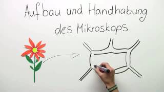 MIKROSKOP  AUFBAU UND HANDHABUNG  Biologie  Biologie der Zellen [upl. by Lletnuahs]