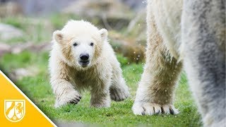 Eisbärbaby in Gelsenkirchen Nanook erkundet das Außengelände [upl. by Ahsined]