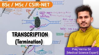 Transcription in Eukaryotes  Termination  Pnkj Verma Sir [upl. by Yknarf]