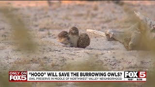 Future of burrowing owl preserve in Northwest Valley neighborhood unclear [upl. by Auka266]