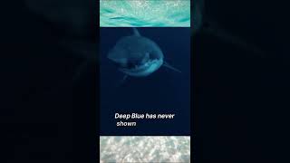 Massive 20Foot Great White Shark Swims With Diver [upl. by Nooj421]