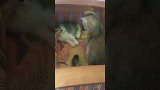 Kecil² tapi singa ‼️ adik Vs Kakak AWAS Garang macam singa‼️ cat kucing fypシ゚viral anakkucing [upl. by Dranoc165]