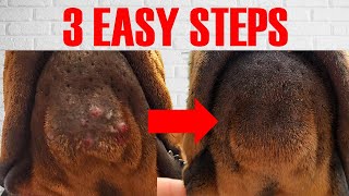 Treat disgusting Doberman chin acne in 3 EASY STEPS [upl. by Robet]