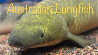 Australian Lungfish Neoceratodus forsteri [upl. by Ontine]