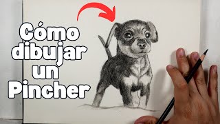 Cómo DIBUJAR un PERRO mini PINCHER a lápiz paso a paso [upl. by Sabas]