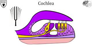 Tricky Topics Auditory Transduction [upl. by Gnod]