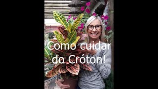 Como cuidar do Cróton paisagismo jardinagem jardim floricultura [upl. by Medora263]