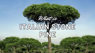 What is Italian Stone Pine Pinus pinea Nana [upl. by Keg]