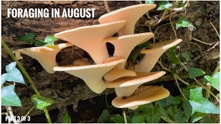 Foraging in August  UK Wildcrafts Foraging Calendar Part 3 of 3 [upl. by Atteynek495]