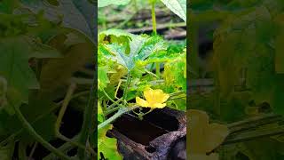 Bitter squash flower করল্লা ফুল viralvideo bangladesh natureflowers nature flowers [upl. by Aiekan255]