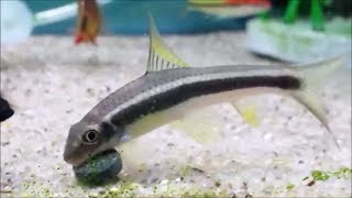 False Siamese Algae eater Vs True Siamese Algae eater  how to tell between algae eaters fish [upl. by Gothurd973]