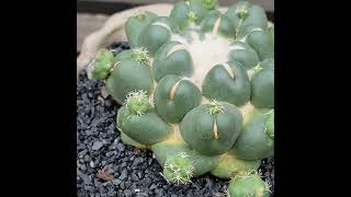 Coryphantha elephantidens cv inermis [upl. by Phira]