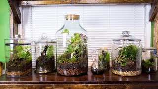 Satisfying amp Relaxing Terrarium Art [upl. by Tnairb]