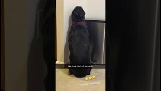 GUILTY DOG Puts Himself in TIMEOUT For Eating Owners Dinner [upl. by Krauss746]