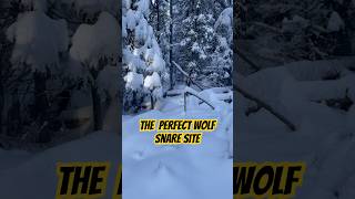 The Art Of Snaring Wolves Finding The Best Locations trapping trappingwolves snaringwolves [upl. by Virgilia]