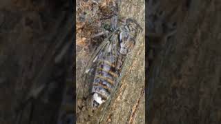 Cicada Singing 🐝 Zikaden Geräusche 🐝 Chant des Cigales 🐝 アブラゼミ 🐝 Pjesma Cvrčka 🐝 Cigarra Cantando [upl. by Zeiger]