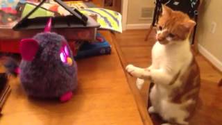 New furby vs cat [upl. by Faunia]