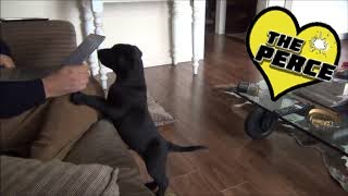 Puppy Labrador 1st Week at Home Destruction and Exploration  Cute [upl. by Gniliem]