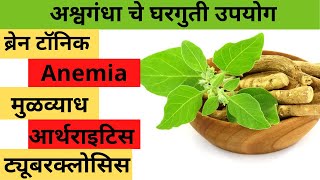 अश्वगंधा चे घरगुती उपयोग ashvagandha benefits in marathi asgandh benefits marathi [upl. by Stacia533]