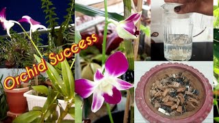 How To Care Orchid Plant  Perfect Potting Mix  Full Guide About Orchid  One Fertilizer For All [upl. by Tteraj289]