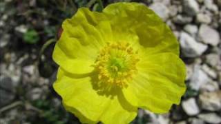 Gelber AlpenMohn Papaver alpinum Eine Diaschau von Karin und Wolfgang Schmökel [upl. by Chevalier]