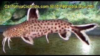 Synodontis Petricola Dwarf Catfish F1 [upl. by Eneleahs]