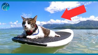 This Hawaiian Cat Loves Surfing With His Parents [upl. by Evyn]