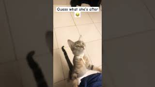 SUBSCRIBE🔔 FOR MORE RANDOM STUFFS shorts youtubeshorts cat animals [upl. by Jordanson773]