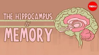 What happens when you remove the hippocampus  Sam Kean [upl. by Nahsyar]