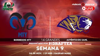 MÁXIMO AVANCE EN VIVO BORREGOS MONTERREY vs AUTÉNTICOS TIGRES  Liga Mayor ONEFA [upl. by Greenberg655]