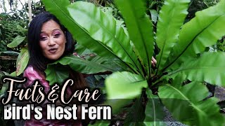 ALL ABOUT THE BIRDS NEST FERN  Facts amp Care of Asplenium Nidus Tropical Foliage Plant Houseplant [upl. by Keithley]