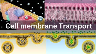 Transport across cell membrane Active transport Passive transport Endocytosis Exocytosis [upl. by Elak]