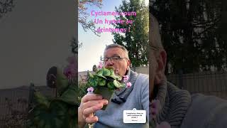 Cyclamen coum le cyclamen rustique qui annonce le printemps cyclamen vegetosphere [upl. by Jumbala]