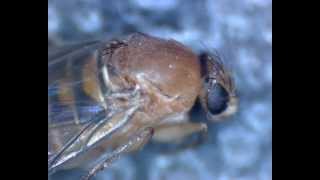 Buckelfliege Humpbacked Fly  Probably Megaselia scalaris aka coffin fly [upl. by Inanak]