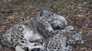 Snow Leopard Kittens and Mom [upl. by Noimad]