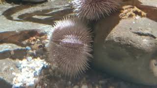 Common Sea Urchin Echinus esculentus [upl. by Asserac401]