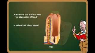 Digestion of Food  Class 7 Science Human Digestive System Meritnationcom [upl. by Adnamas]