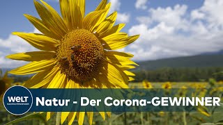 ERSTAUNLICHE WERTE Der CO2Ausstoß fällt in der CoronaPandemie so stark wie nie [upl. by Piper]