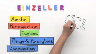 Einzeller  Biologie  Biologie der Zellen [upl. by Kramnhoj]