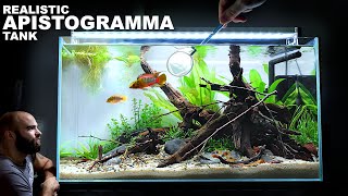 Real Look Apistogramma Aquarium 60cm Aquascape Tutorial w Orange Venezuelan Corydoras 4K [upl. by Aiyt700]