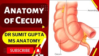 CECUM  ANATOMY [upl. by Rudich]